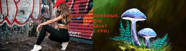 стаф Тайга